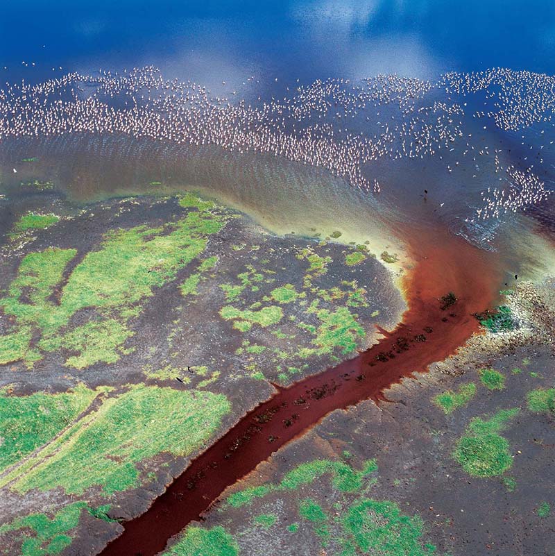 【飞越丝路】拍摄时间：2007年8月、拍摄地点：非洲肯尼亚拉库鲁湖火烈鸟、拍摄相机：哈苏503、相片尺寸：6cm×6cm