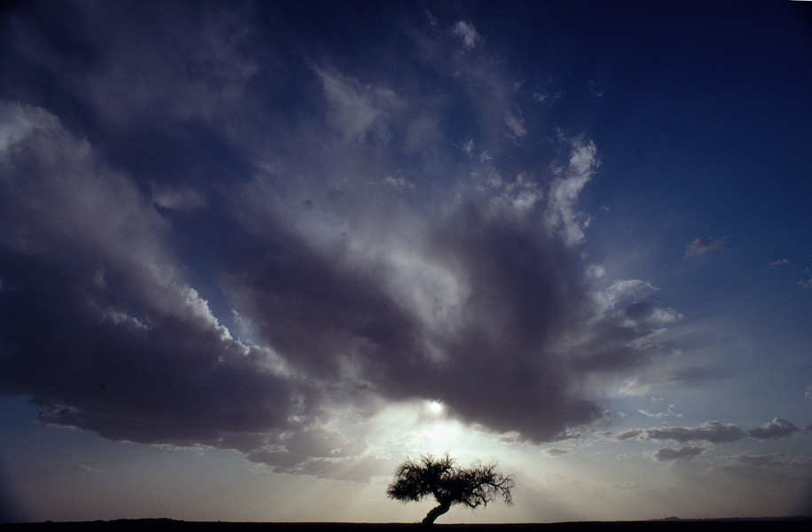 内蒙古阿拉善盟额济纳旗，风暴来临前的沙漠孤树