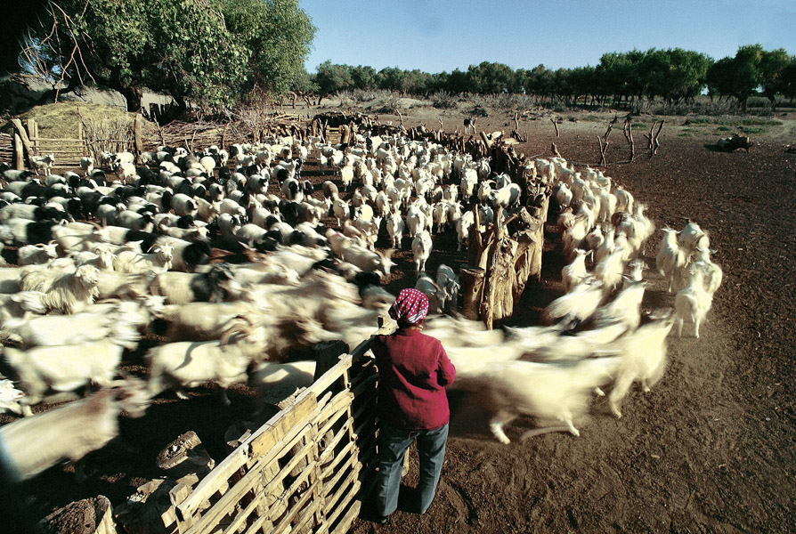 女子牧羊。内蒙古阿拉善额济纳